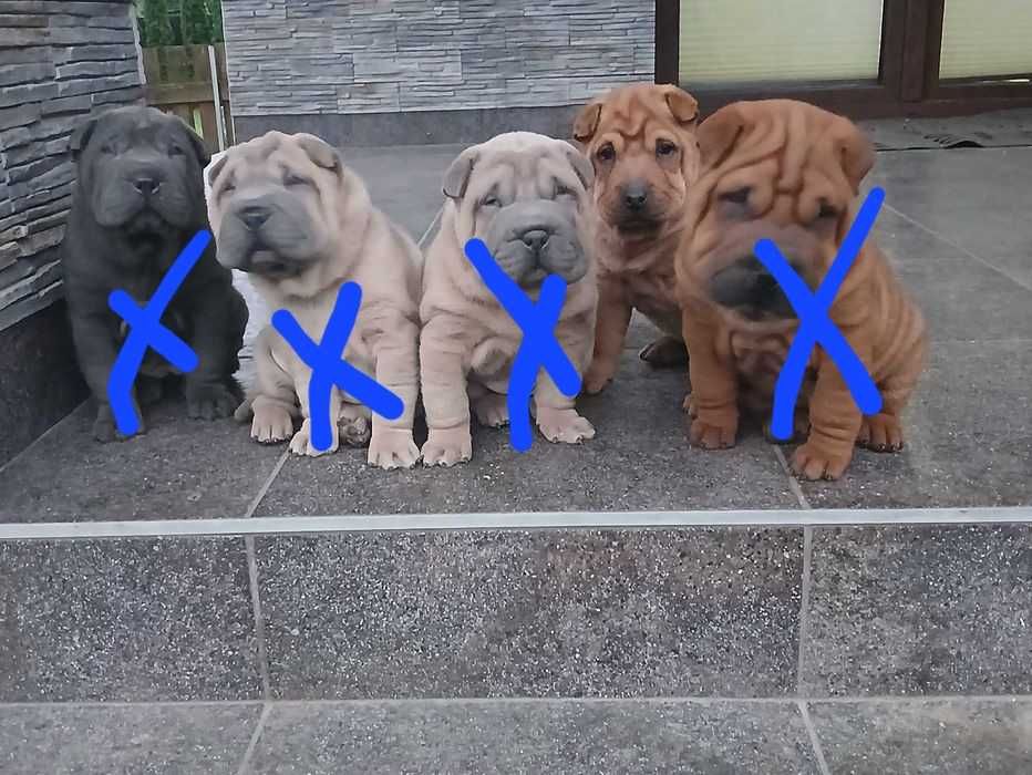Suczka błękitna Shar Pei z rodowodem,  zagraniczni rodzice FCI