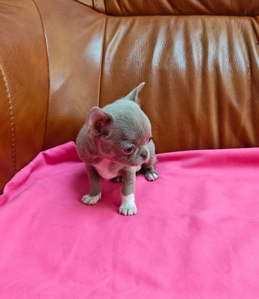 Chihuahua liliowy piesek xxs
