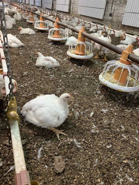 Куры бройлеры живой вес . Опт цена 70гривен