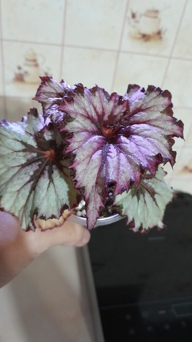 Королівські сортові бегонії