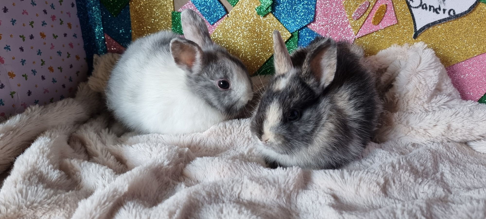 Coelhos anoes mini holandês, mini lop e Fuzzy lop , mini lion