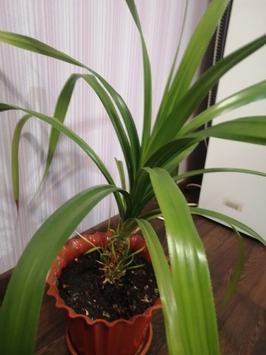 Панданус кімнатний