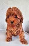 Maltipoo ciemna suczka red brown badania, po szkoleniu, rodowód