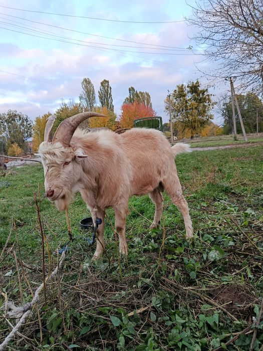 Продам  козла на племя