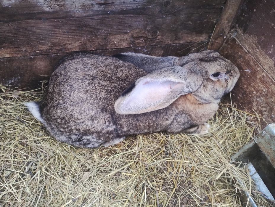 Sprzedam samca belgijskiego