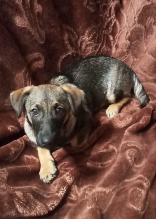 Do pokochania od zaraz – malutkie jamnikowate serduszka!