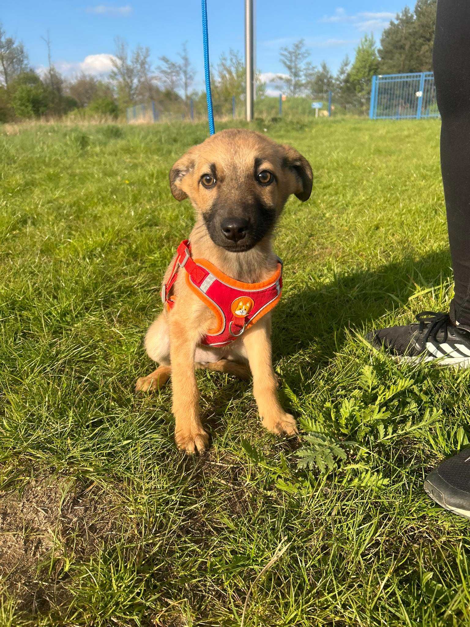 szczeniaki do adopcji 3,5 miesiąca