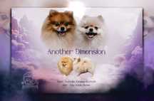 Szpic miniaturowy pomeranian FCI