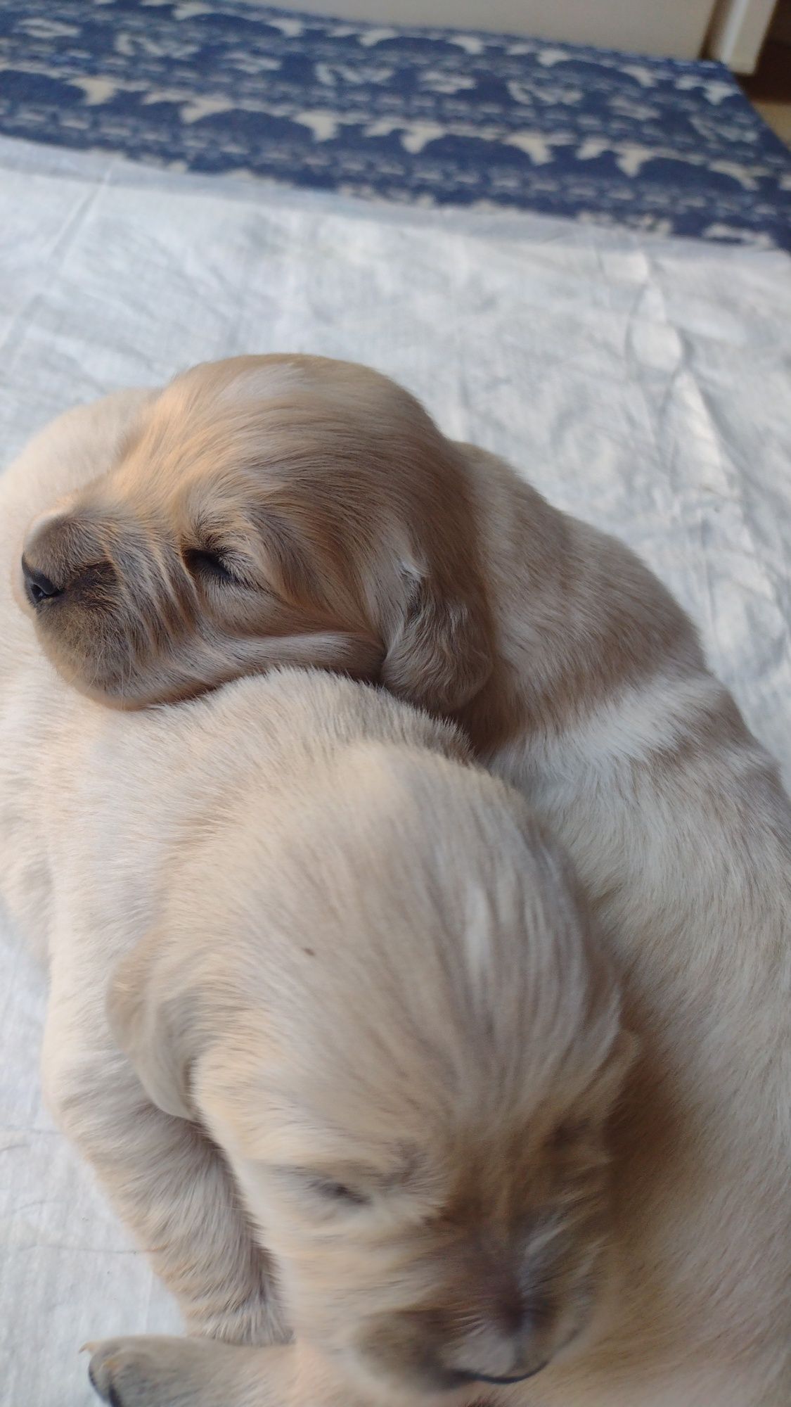 Golden Retriever szczeniaki piesek ZKwP/FCI