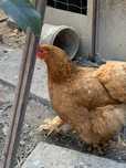 Franga Brahma buff 5 meses 50€