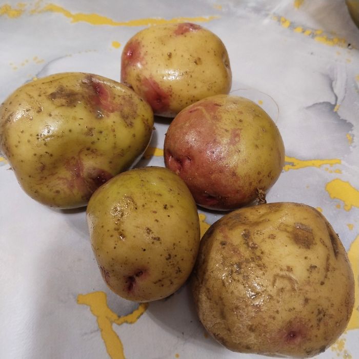 Картопля 15 гривень