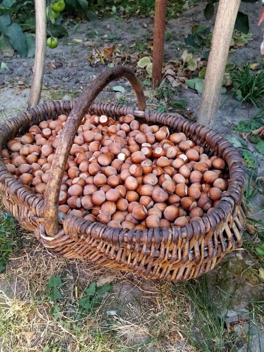 Фундук. Свіжий горіх.