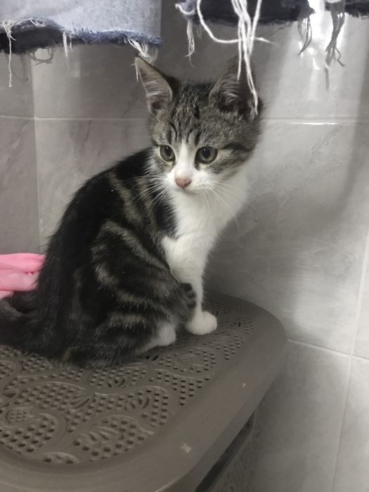 Віддам кошеня безкоштовно