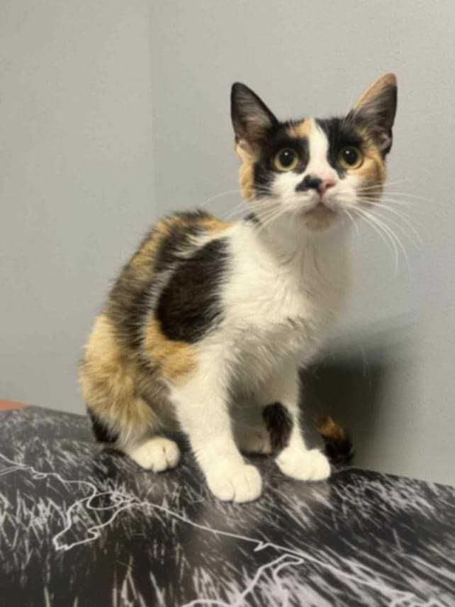 Brie i Gouda zakochane w sobie koteczki do adopcji