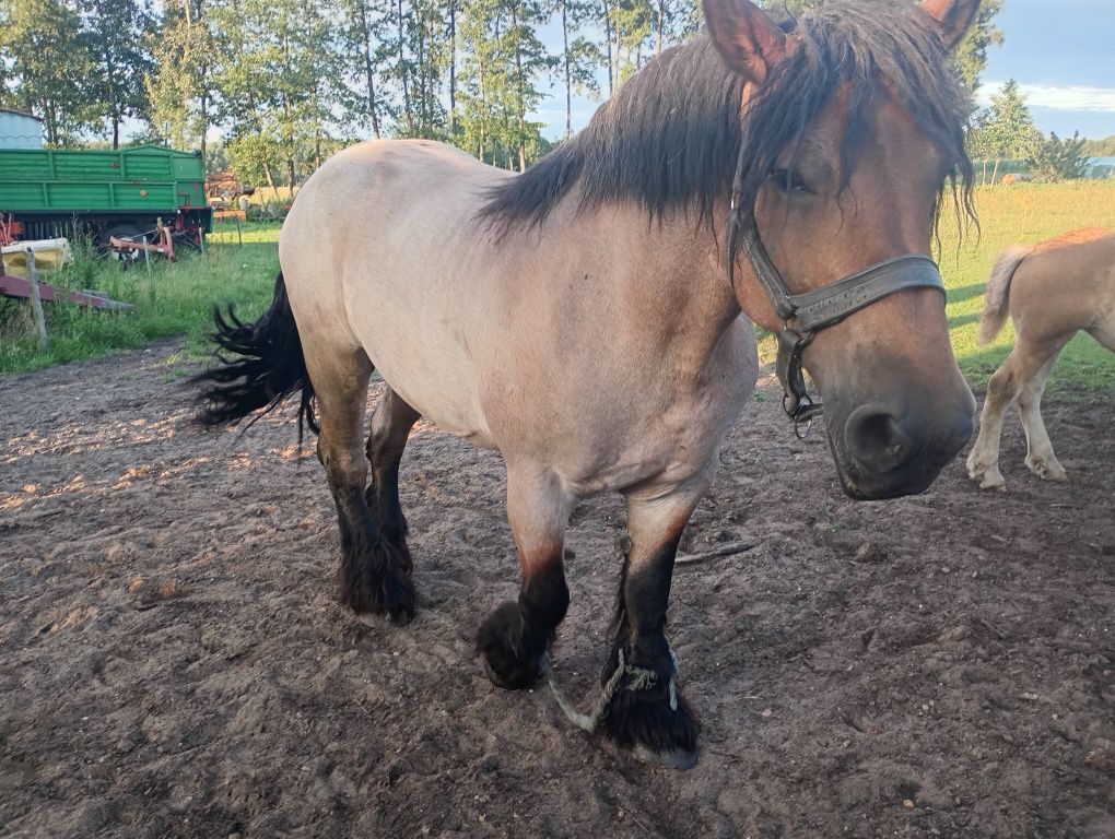 Klacz zimnokrwista źrebna