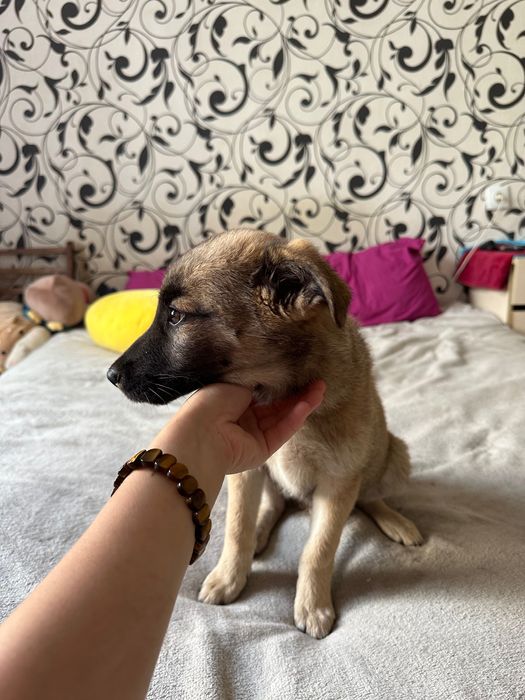 Щенок в хорошие руки