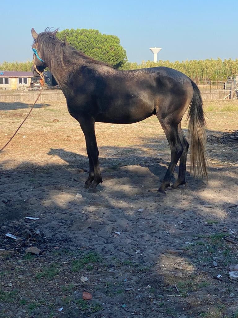 Cavalo cruzado lusitano com 3 anos