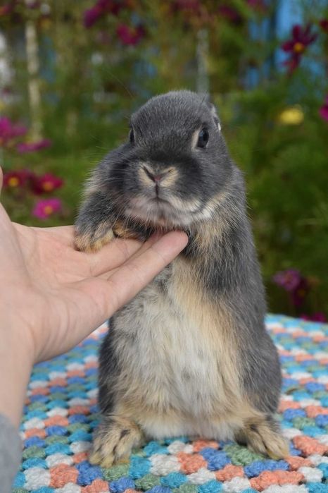Króliki karzełki / miniaturki