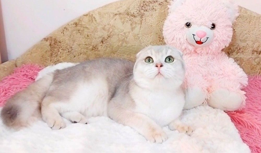 Неймовірно лагідний хлопчик мурчалка