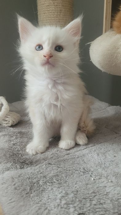 Kotka Maine Coon Coco FPL