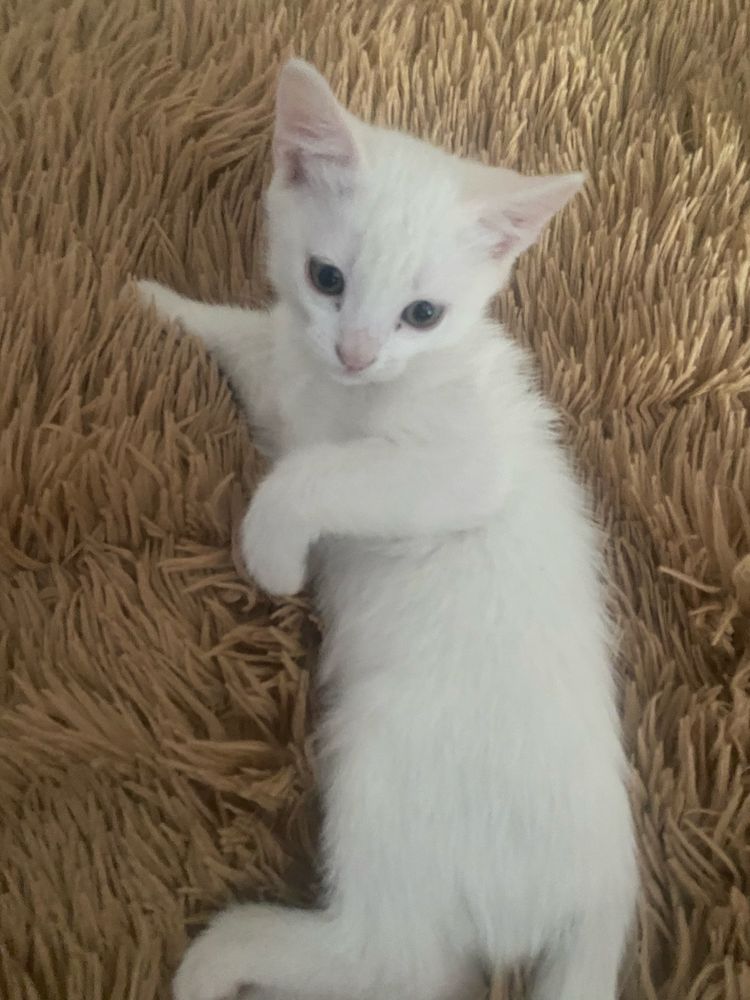 Котенок(девочка) турецкая ангора