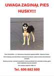 Zaginęła suczka husky Akira