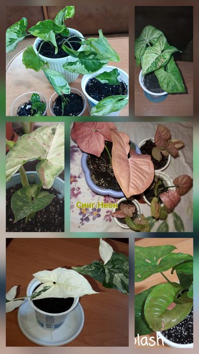 Фікус укорененннй росток.Сингониумы коллекц.