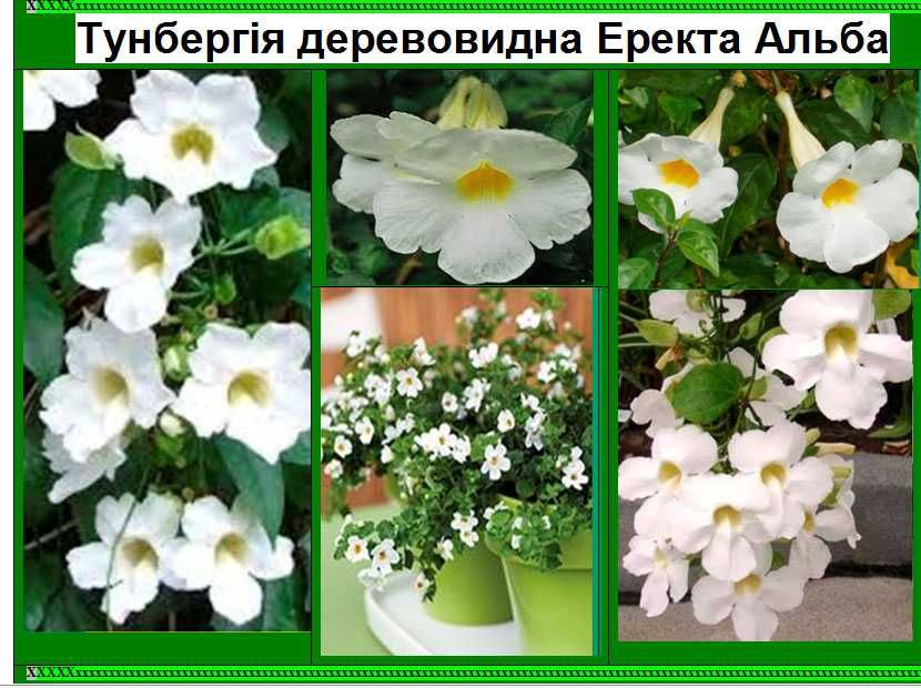 Тунбергія древовидна Більбергія Соландра Кімнатні рослини квіти