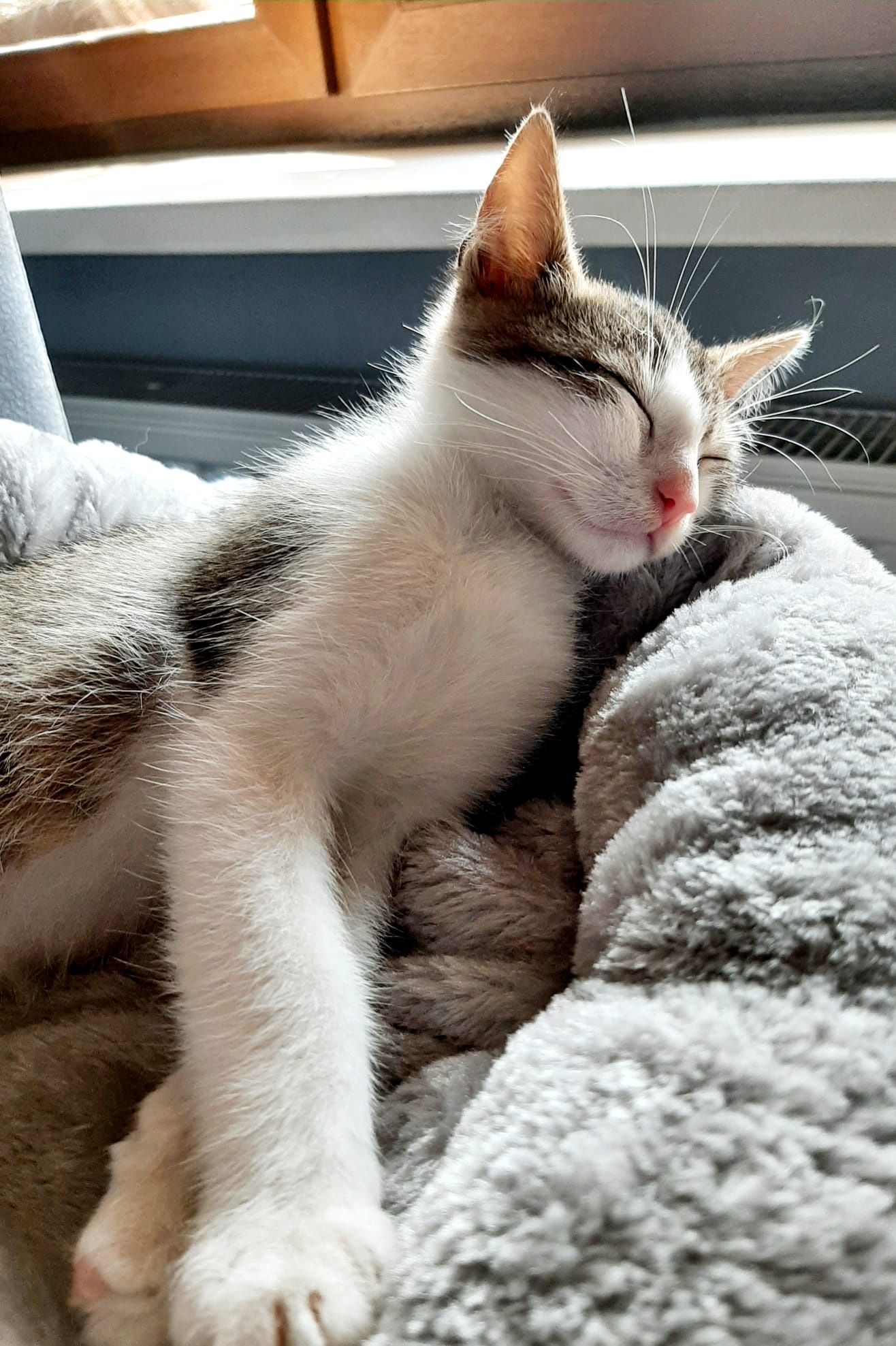 Filipek puszysty kociak