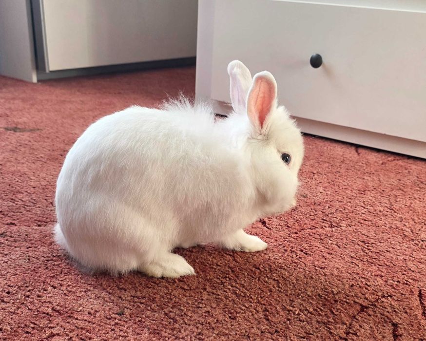 Biały królik miniaturka