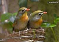 (Valor para Lote) Casais de rouxinois do japão anilhados (outras aves)