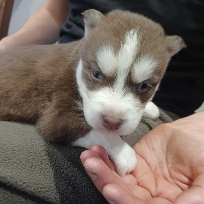 Piesek husky z rodowodem