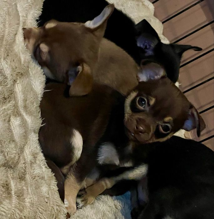 Sunia chihuahua krótkowłosa  czekoladowa