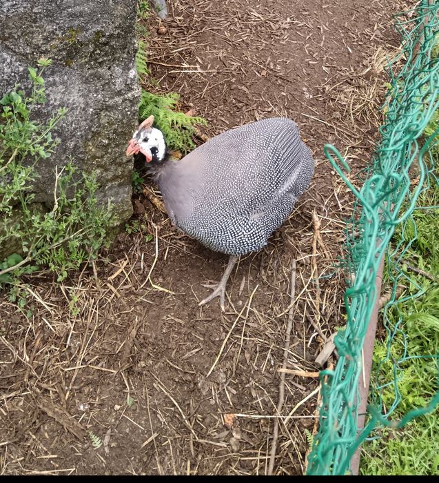 Vendo essa ave!!