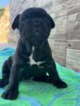 Bulldogue frances
