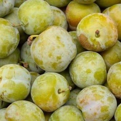 Gruszką klapsa i śliwka dąbrowicka