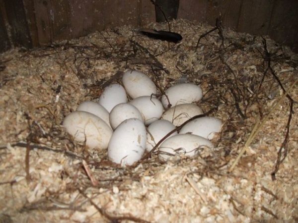 Утка пекинка ,Украина,Польша ,яйца для инкубации
