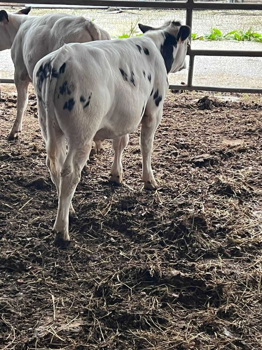 Vitelo BBB com 5 meses, excelente para engorda