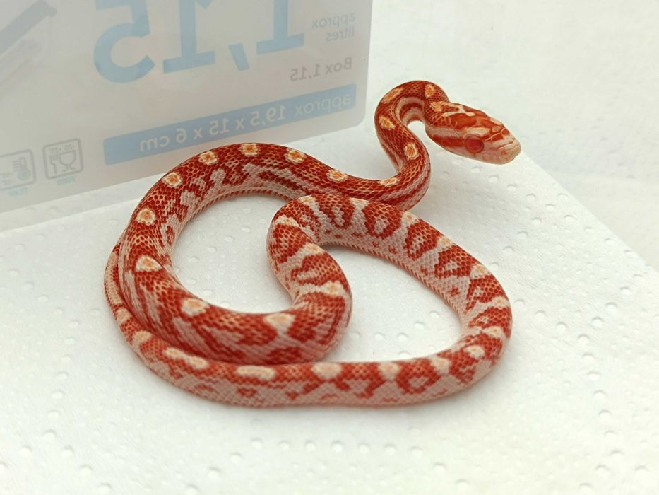 Wąż zbożowy / Amel Motley het Scaleless, ph. 50% anery