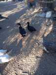 Patos Mudos para venda