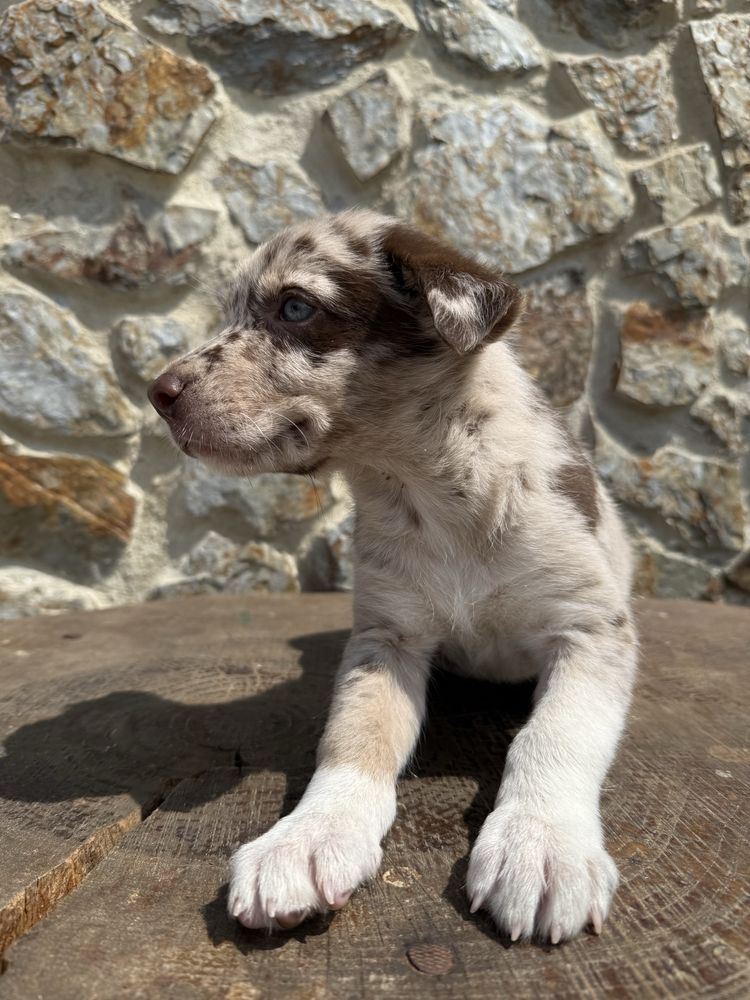 Border collie Merle