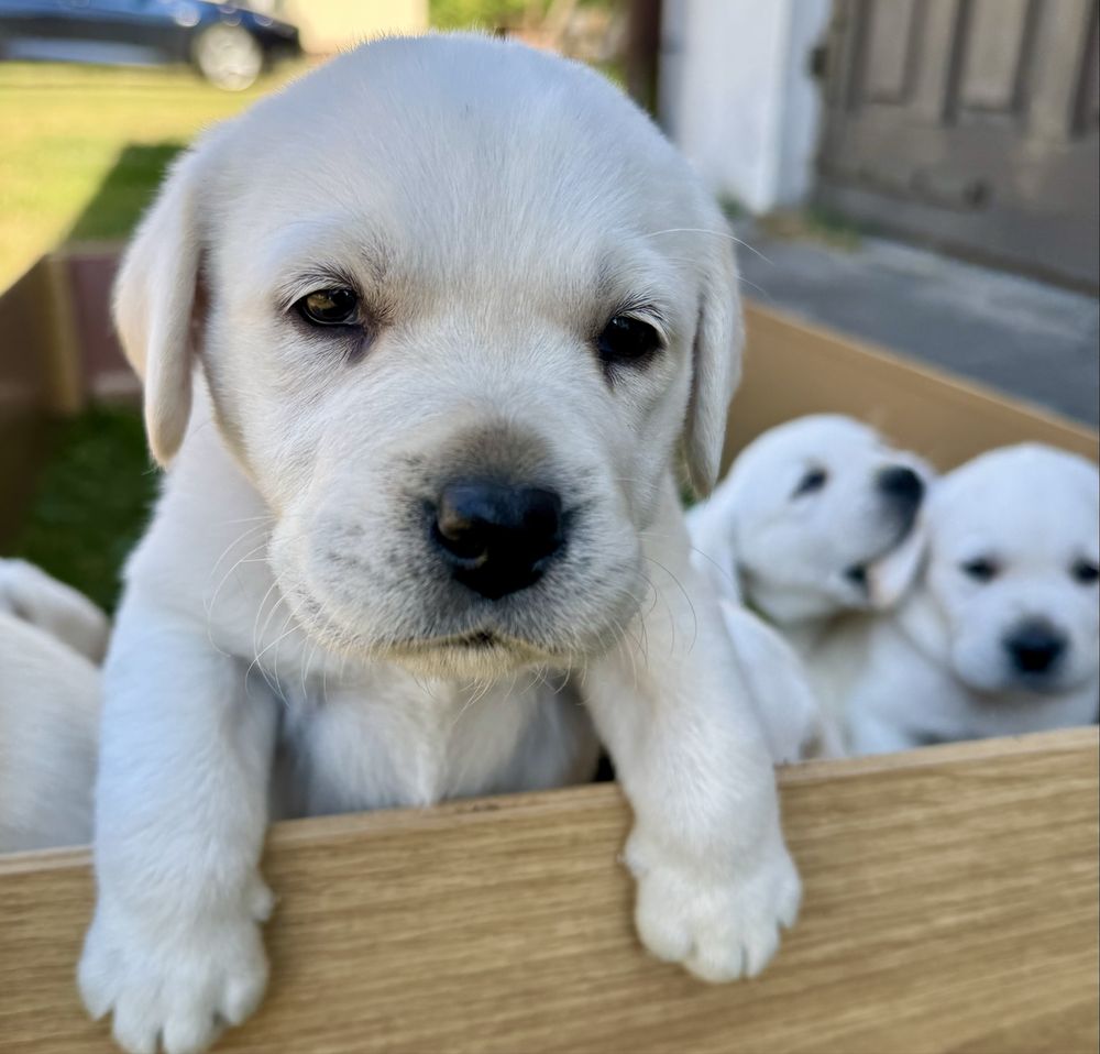 Szczeniak Labrador Retriever