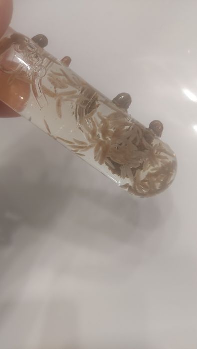 Pułapka do Akwarium na Wypławki Planarię Malutkie ślimaki oraz pijawki