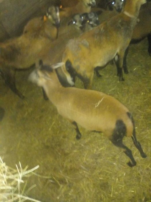 Młode Baranki i Owieczki Kameruńskie