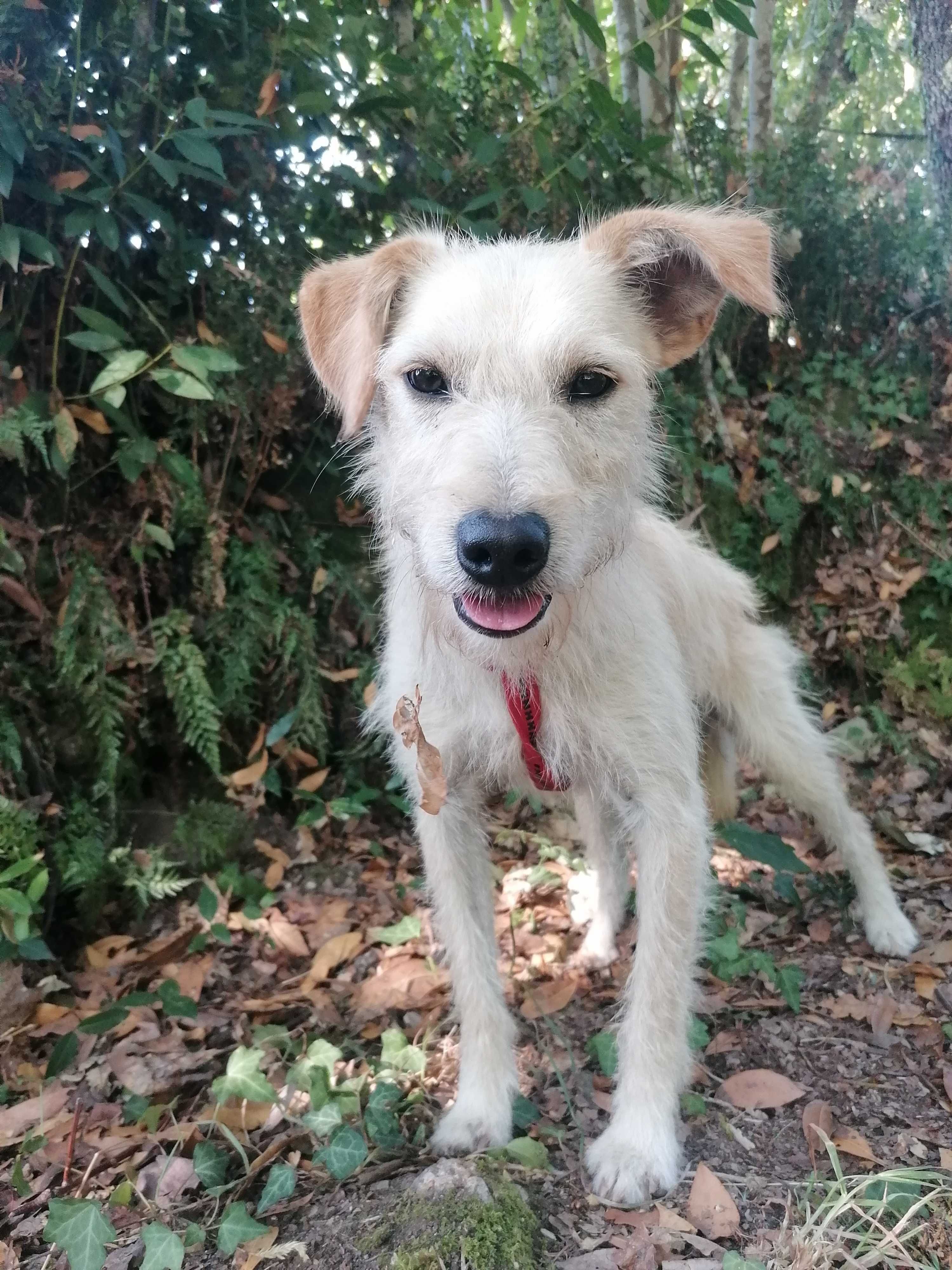Bobby- Cachorro para adoção responsável