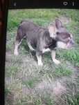 Buldog francuski do adopcji .  Dwa pieski do oddzielnych domów.
