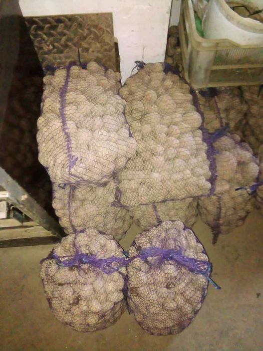 ziemniaki paszowe
