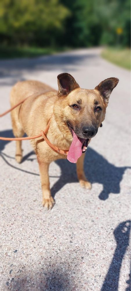 Średni kundelek Gary poleca się do adopcji