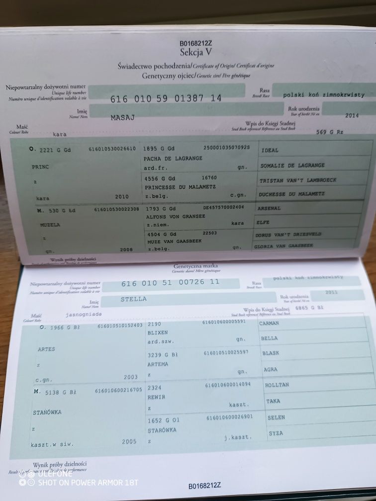Klacz źrebna ze źrebakiem.Licencja 82pk