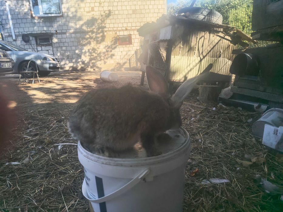 Sprzedam młode króliki belgijskie samiczki
